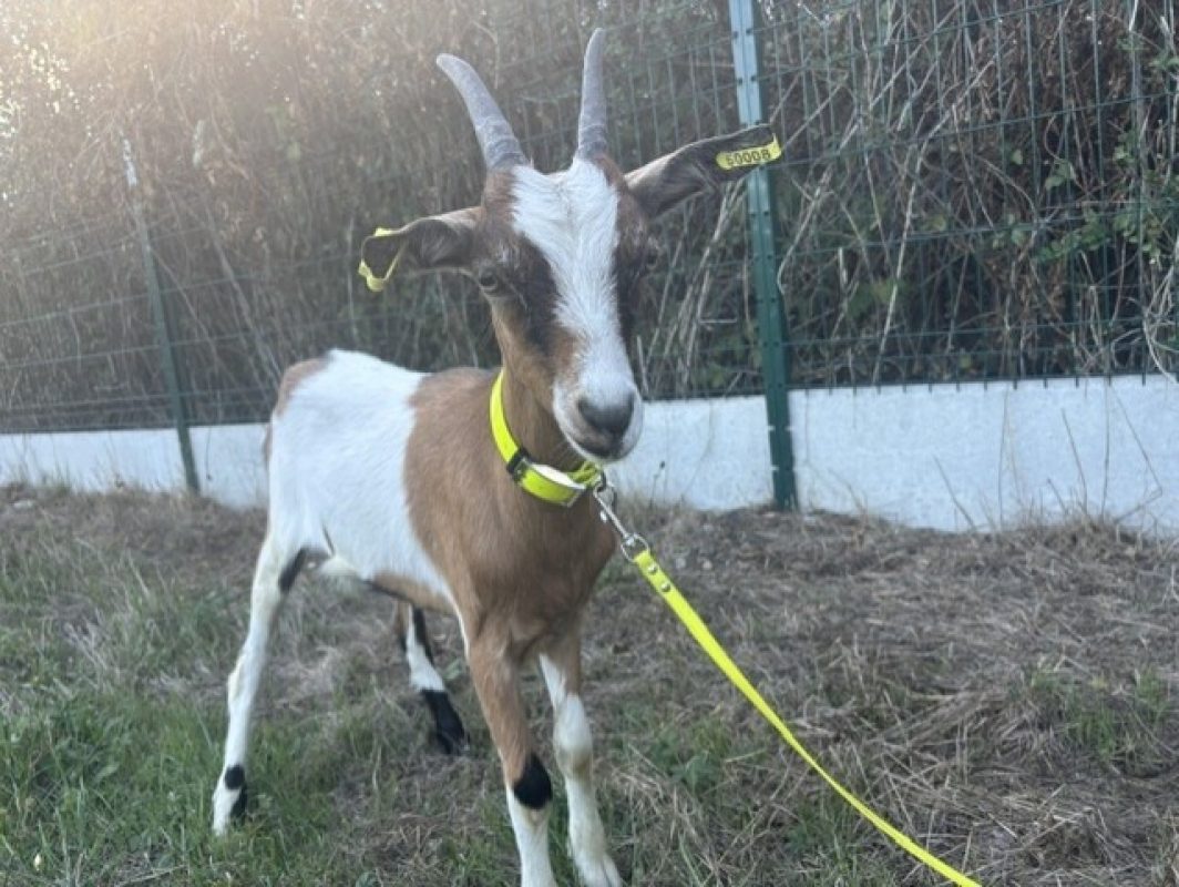 Nutella - Animal de ferme Chèvre à adopter - photo 4