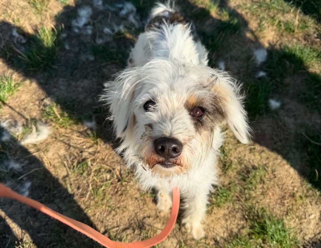 Emy - Chien Bichon à poil frisé à adopter