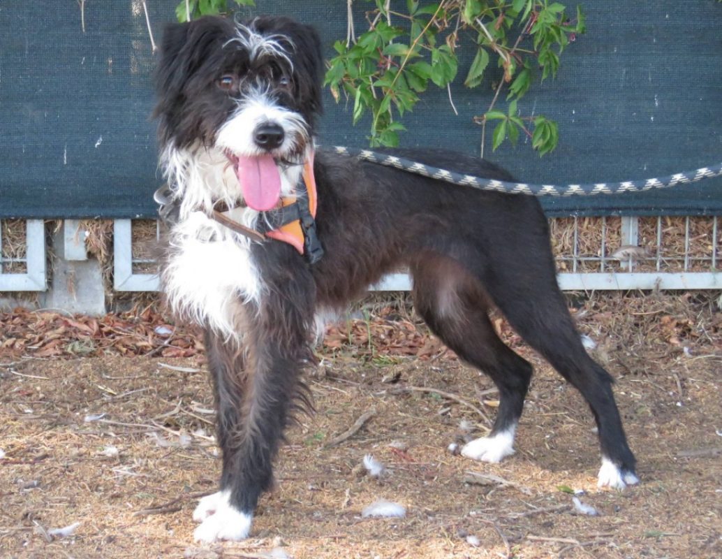 Meredith - Chien à adopter
