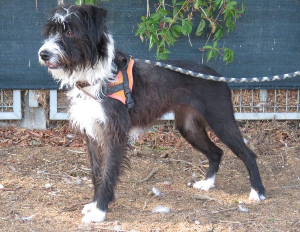 Meredith - Chien à adopter - photo 2