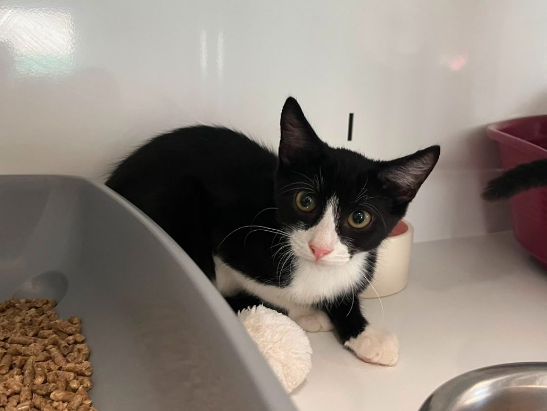 Tac - Chat Européen à adopter