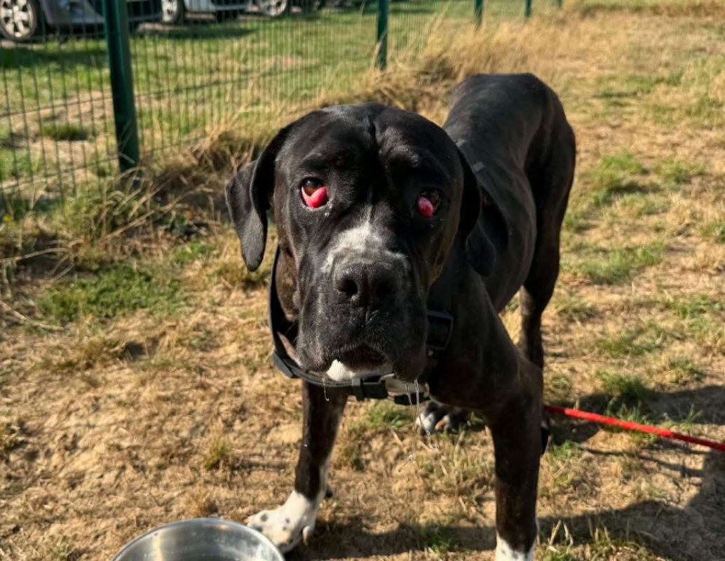 Pepper - Chien Cane Corso à adopter