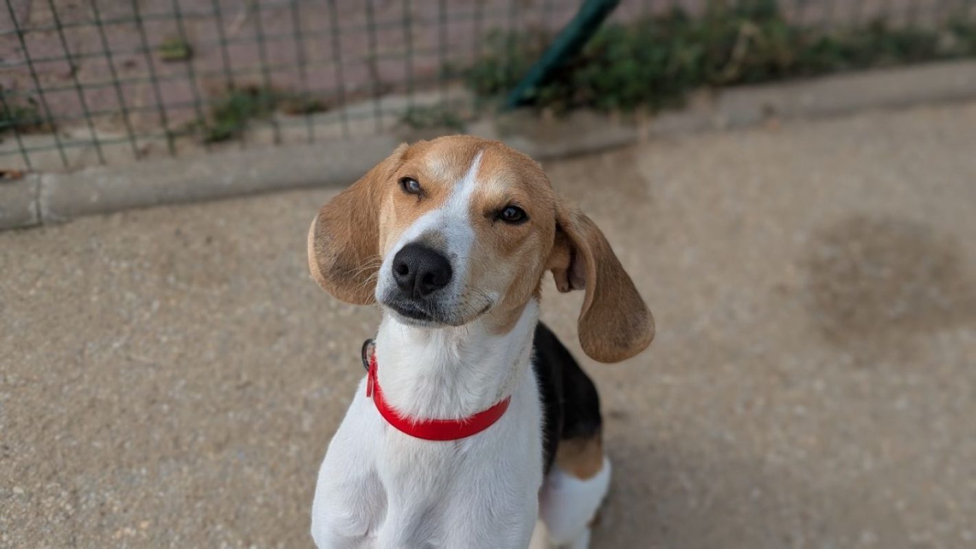 Milo - Chien Beagle à adopter