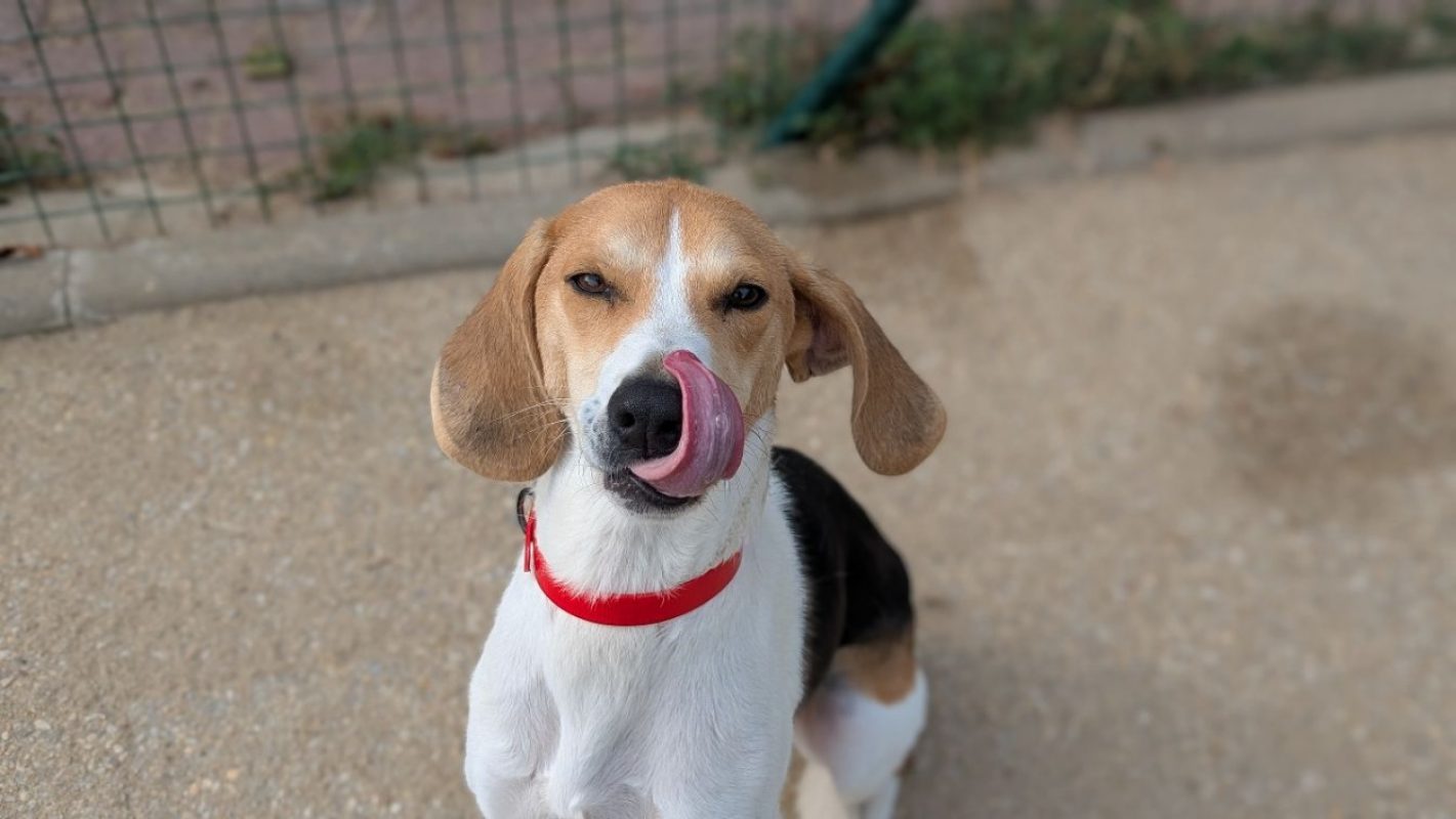 Milo - Chien Beagle à adopter - photo 2