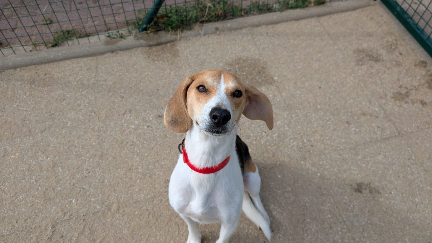 Milo - Chien Beagle à adopter - photo 3