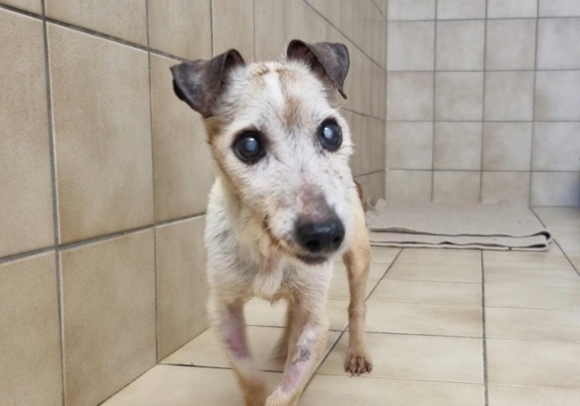 Falco - Chien à adopter