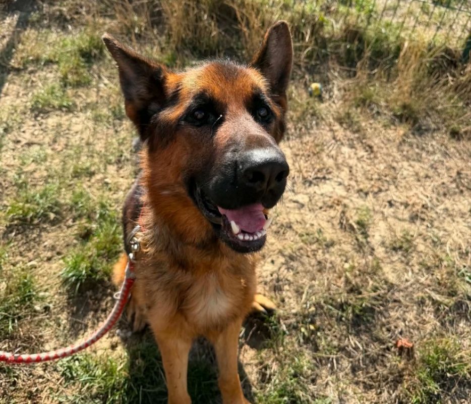 Max - Chien Berger Allemand à adopter