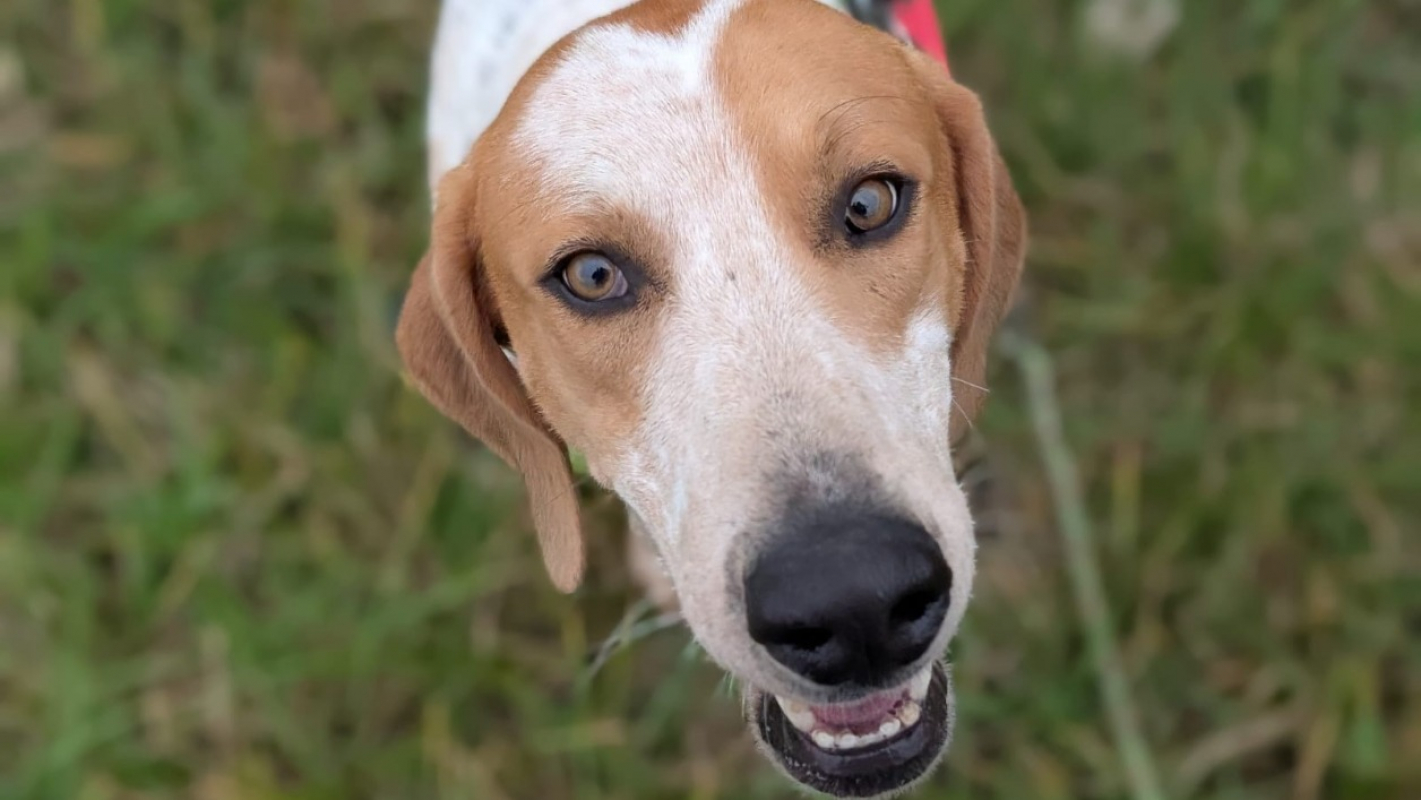 Photo #2 de Petitpieds