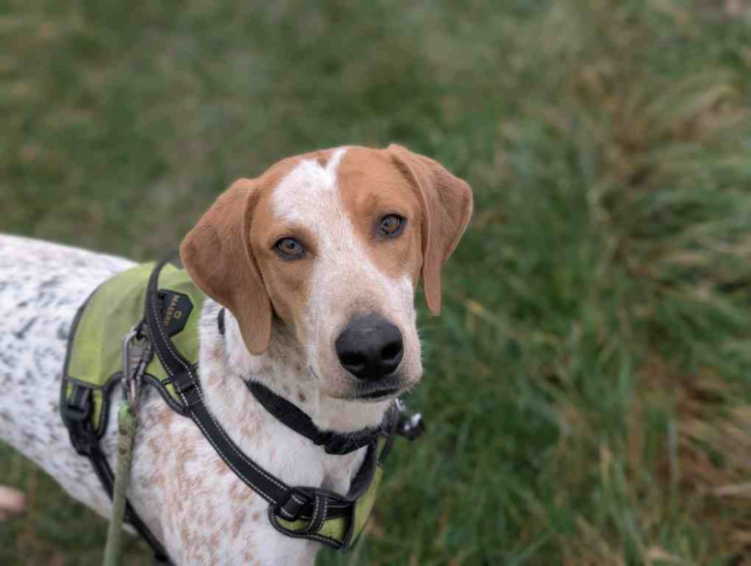 Photo #1 de Petitpieds