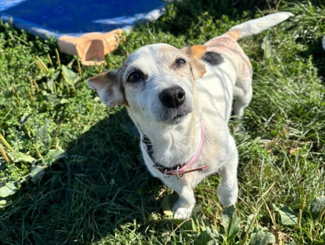 Luna - Chien à adopter