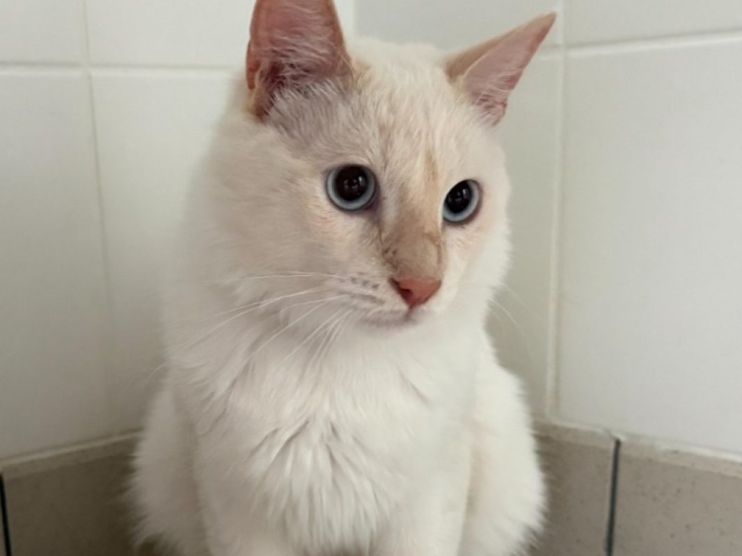 Sonic - Chat Européen à adopter