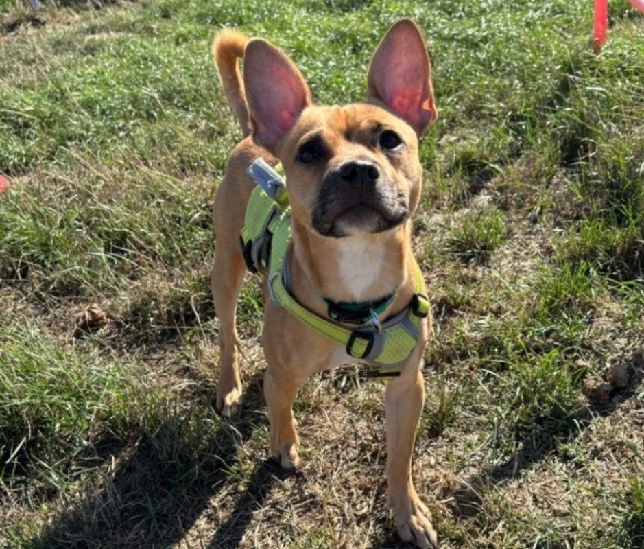 Djogo - Chien Bouledogue Français à adopter