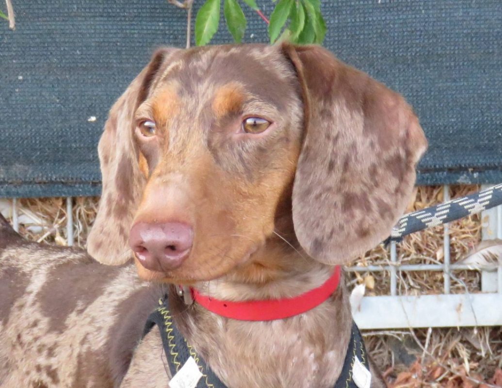 Albert - Chien Teckel à adopter