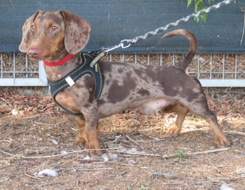 Albert - Chien Teckel à adopter - photo 2