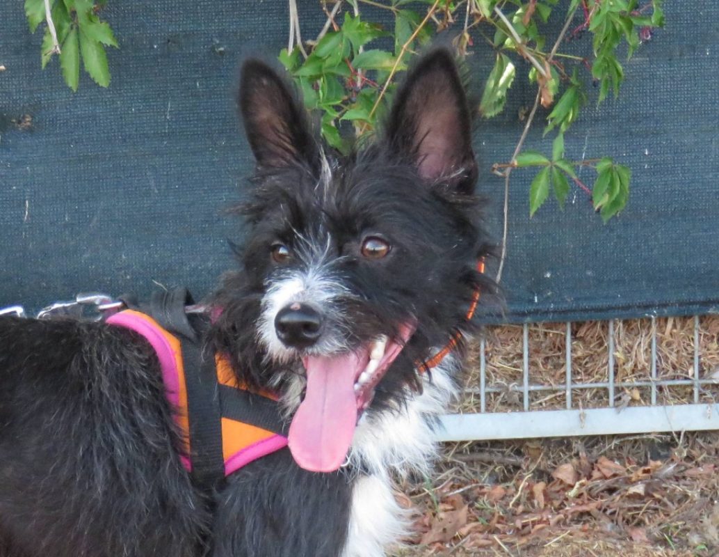 Lexie - Chien à adopter