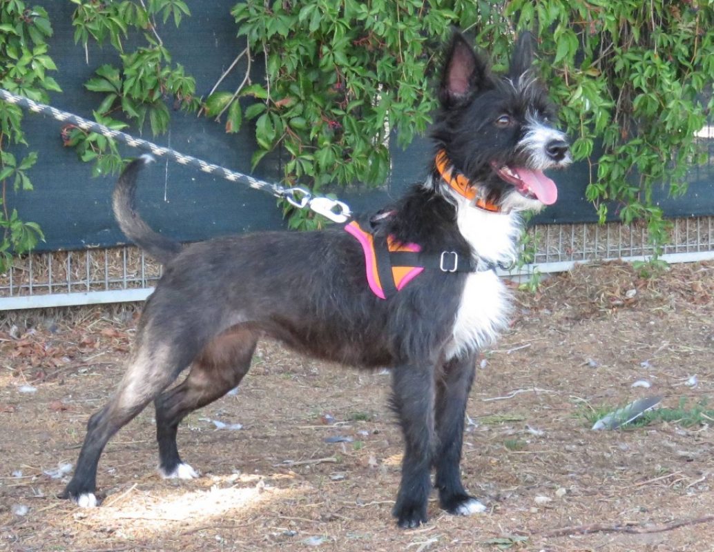 Lexie - Chien à adopter - photo 2