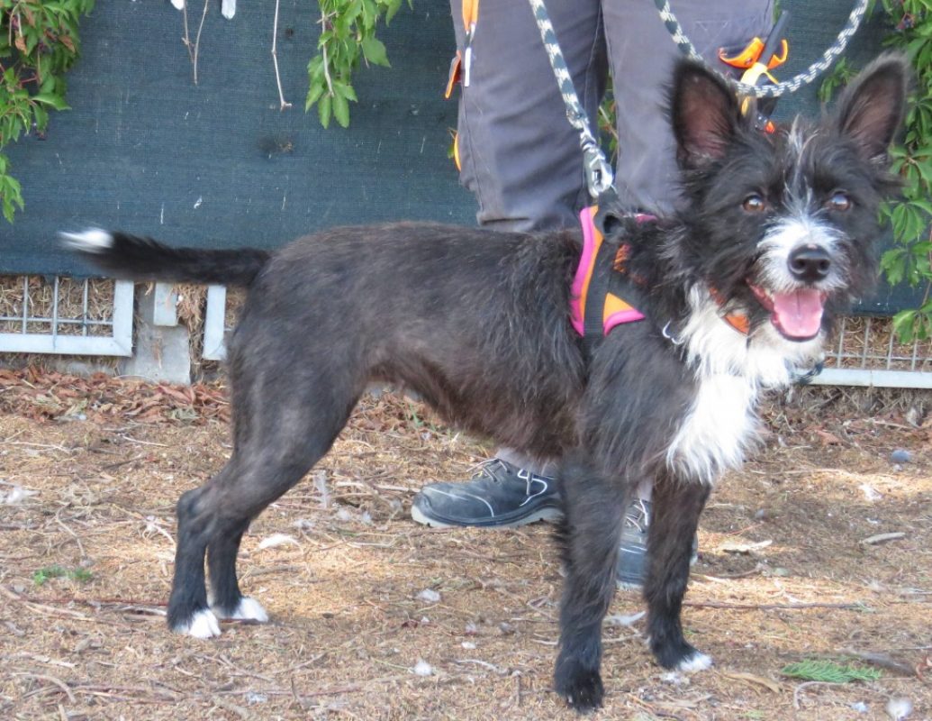 Lexie - Chien à adopter - photo 3