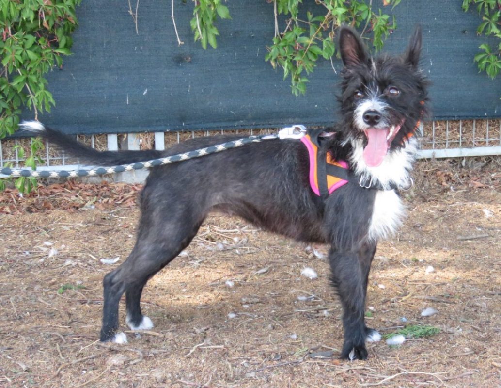 Lexie - Chien à adopter - photo 4
