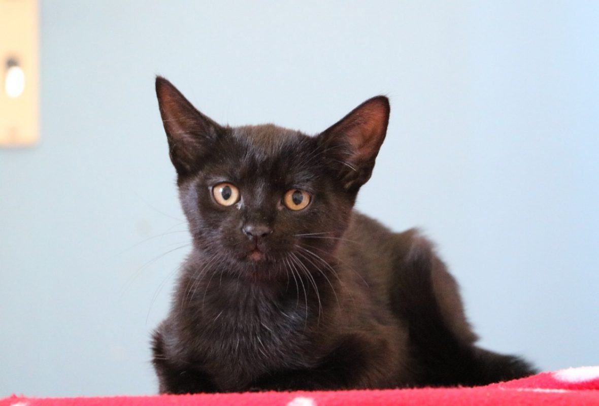 Pastaga - Chat Européen à adopter