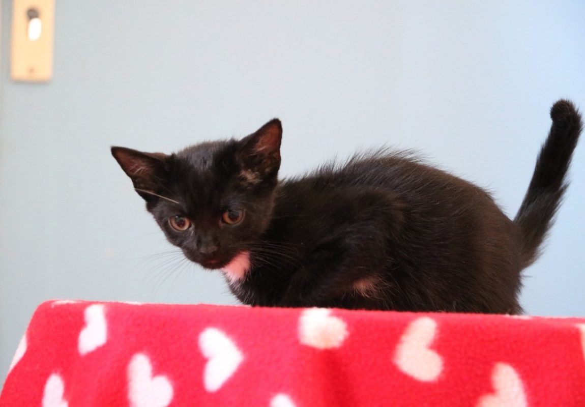 Spritz - Chat Européen à adopter
