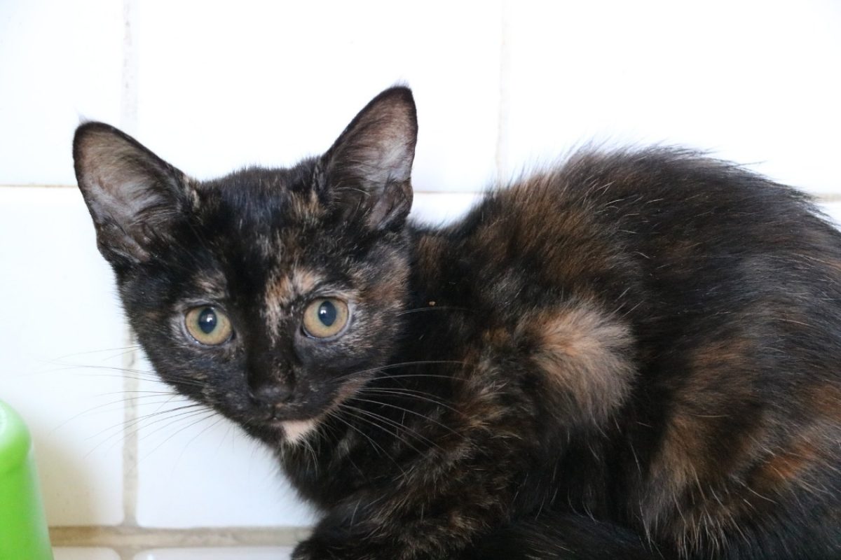 Pepite - Chat Européen à adopter
