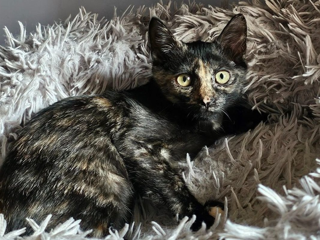 Tadaa "en cours d'adoption" - Chat Européen à adopter