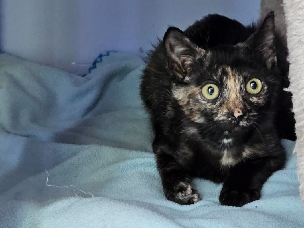 Tadaa "en cours d'adoption" - Chat Européen à adopter - photo 2