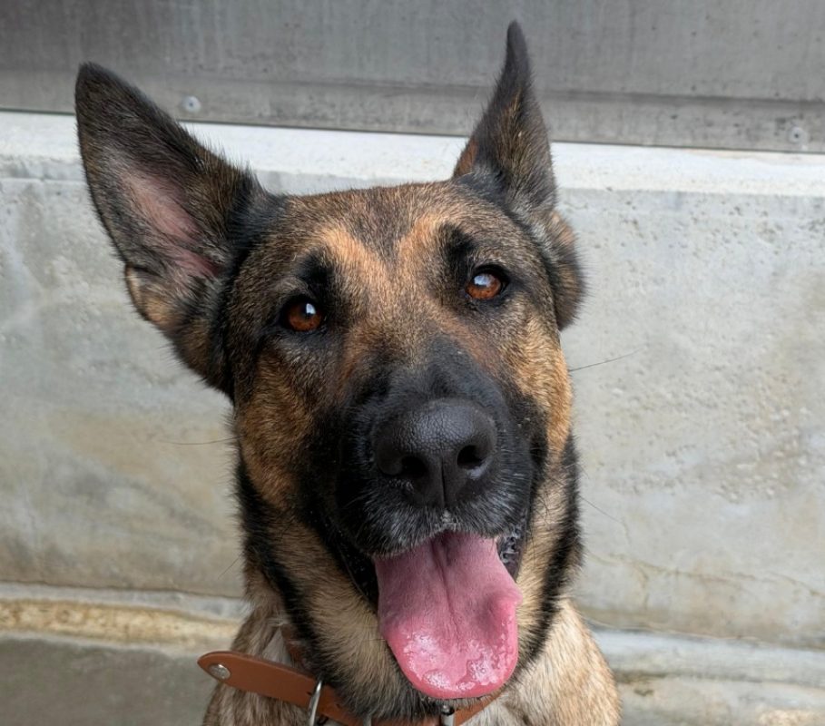 Aya - Chien Berger Belge Malinois à adopter