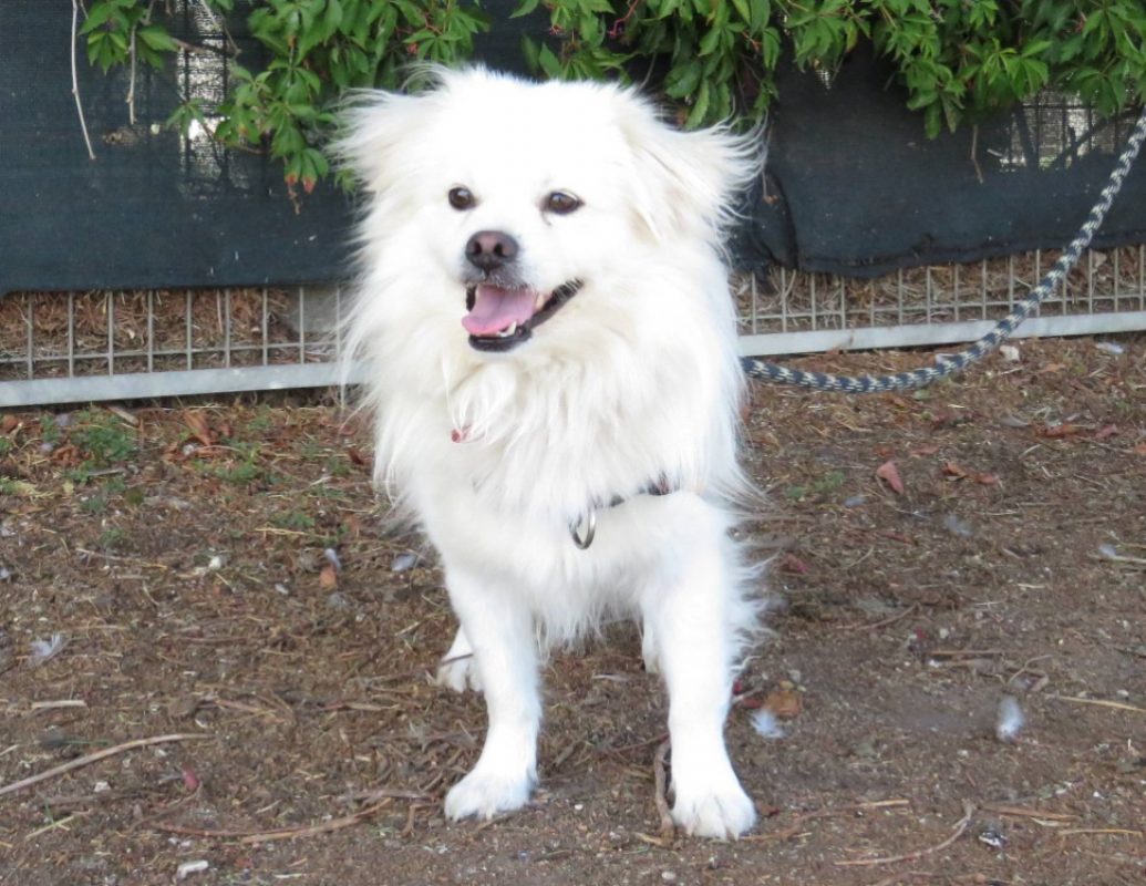 Flocon - Chien Epagneul Tibétain à adopter
