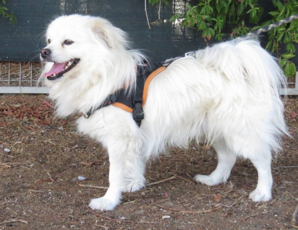 Flocon - Chien Epagneul Tibétain à adopter - photo 2