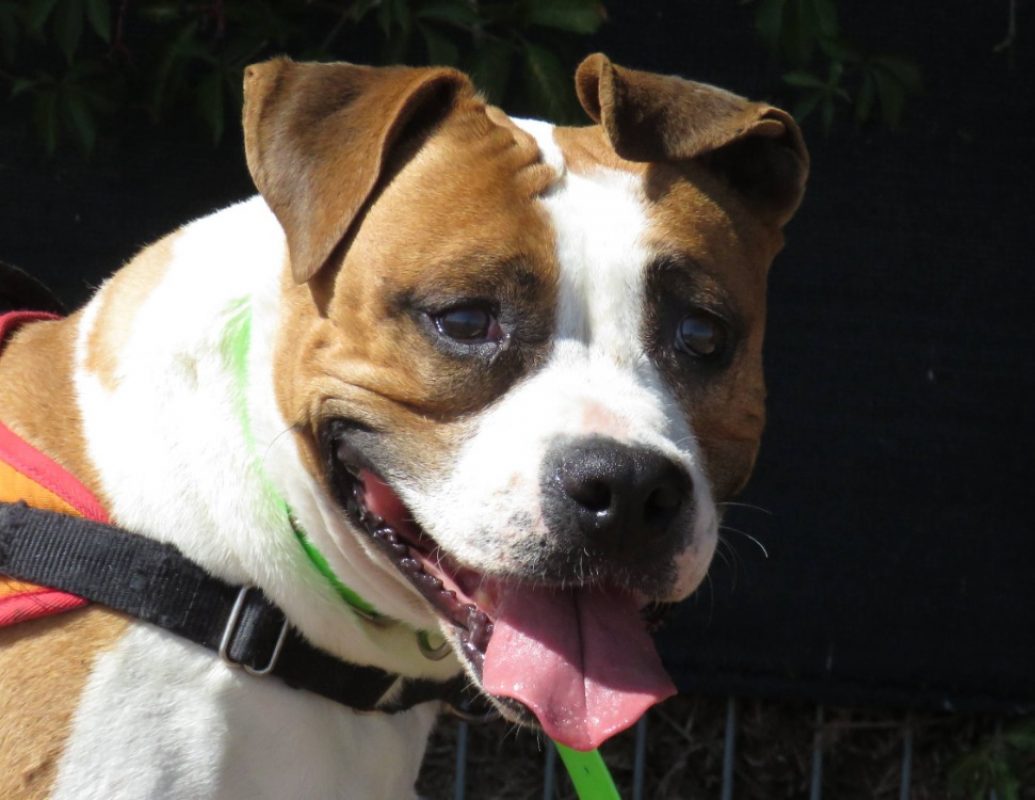 Kiara - Chien à adopter
