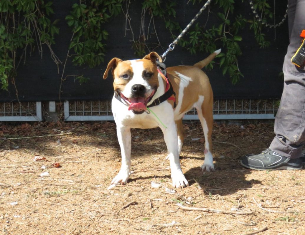 Kiara - Chien à adopter - photo 4