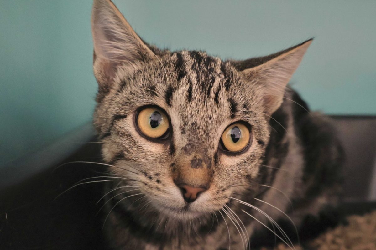 Zou - Chat Européen à adopter