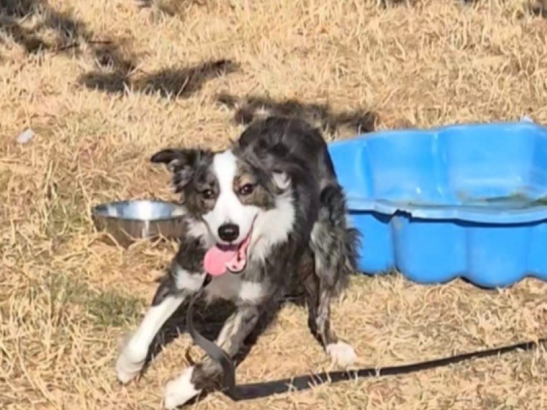 Leïa - Chien Border Collie à adopter