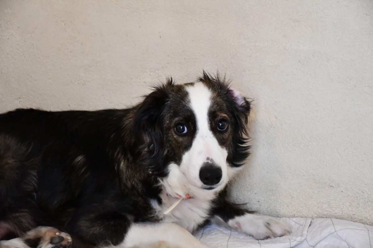 Leïa - Chien Border Collie à adopter - photo 2