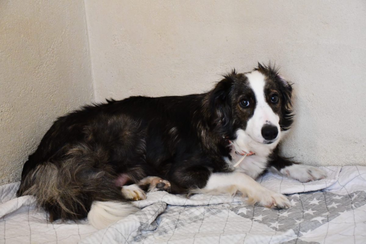 Leïa - Chien Border Collie à adopter - photo 3