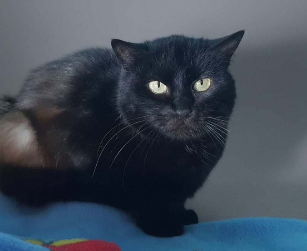 Vitamine - Chat Européen à adopter