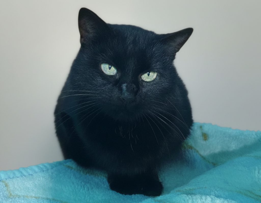 Vitamine - Chat Européen à adopter - photo 2