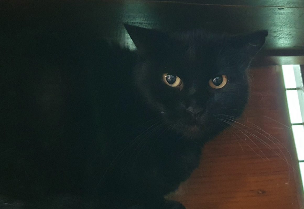 Vitamine - Chat Européen à adopter - photo 3