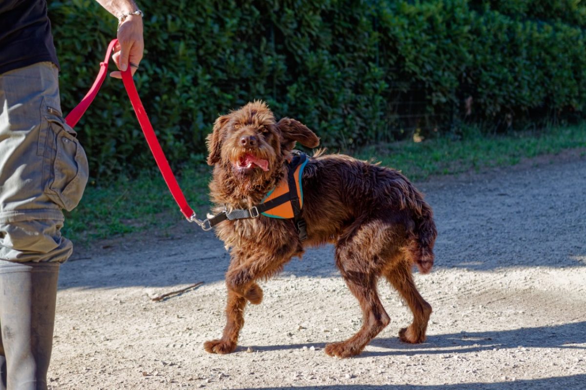 Voltaire - Chien à adopter - photo 2