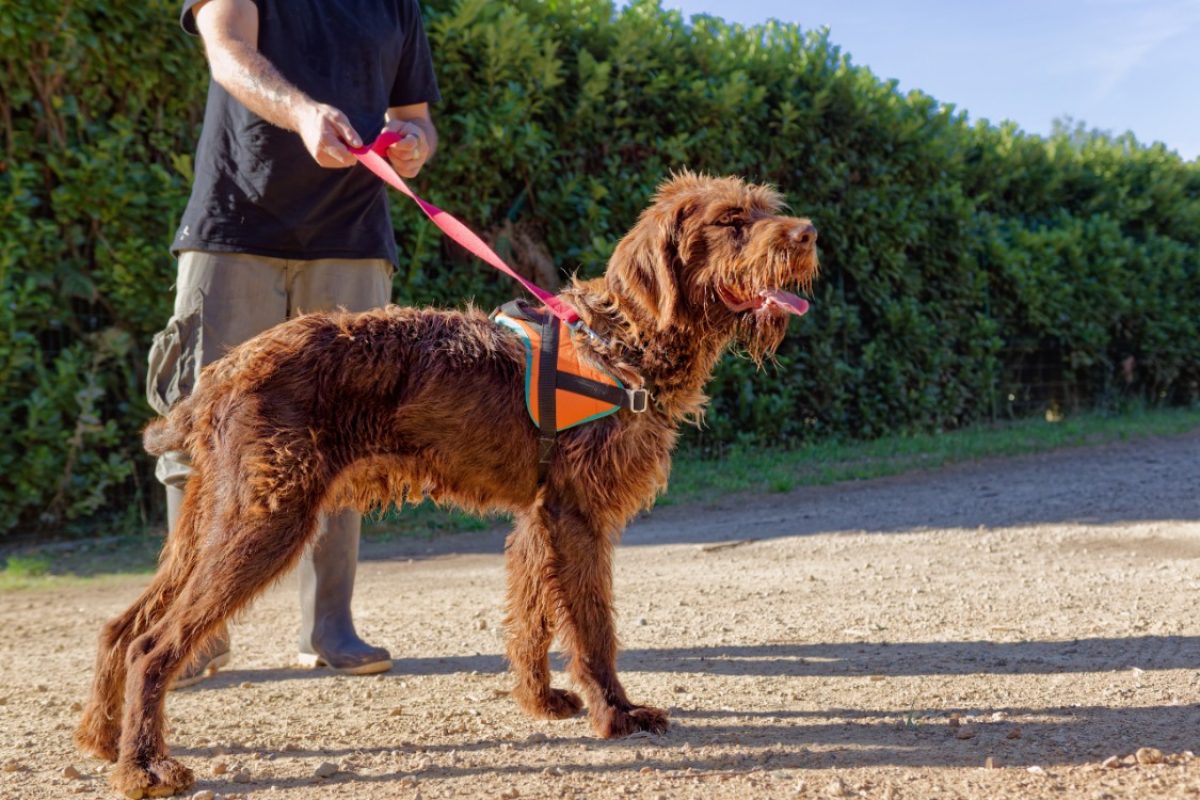 Voltaire - Chien à adopter - photo 4