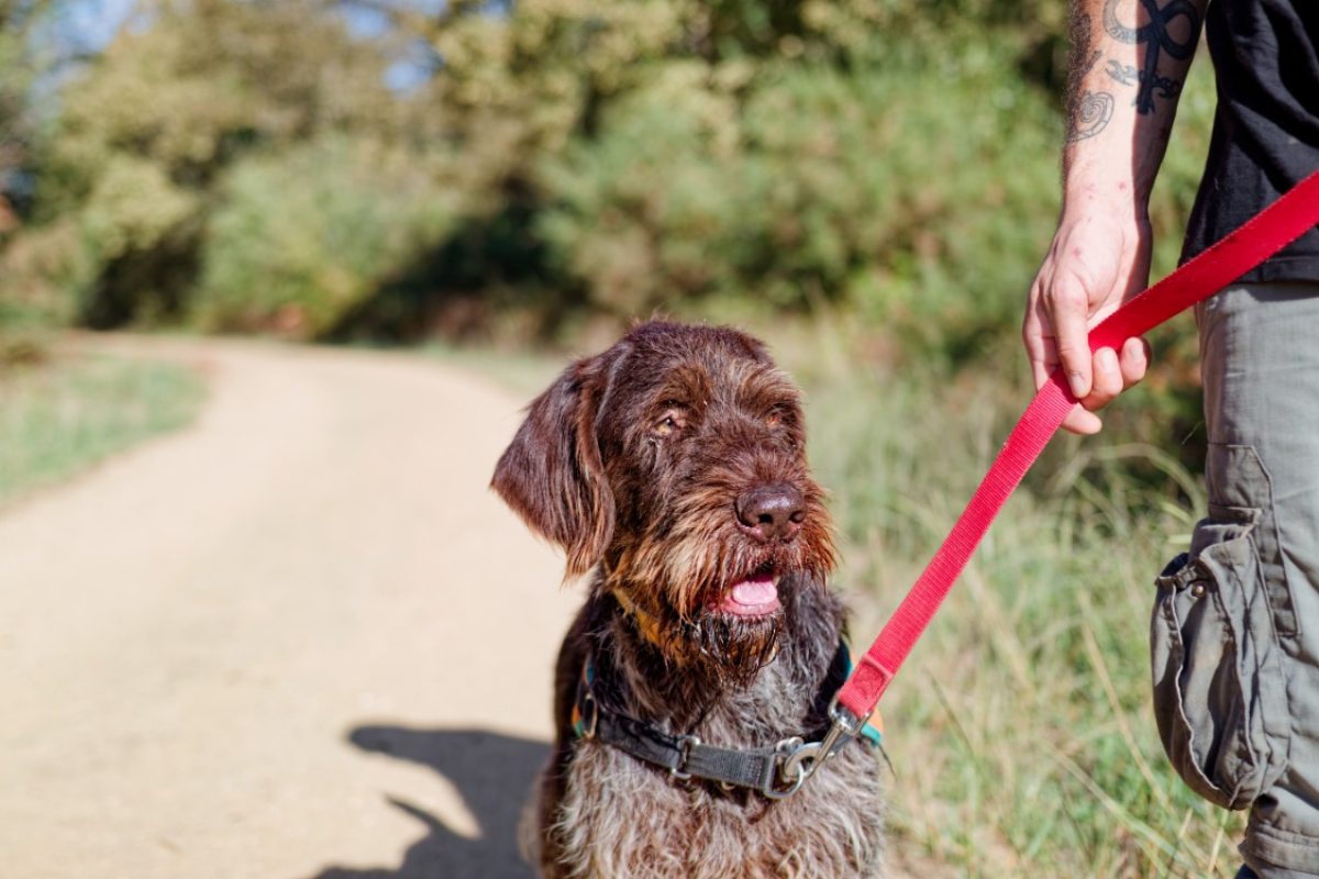 Riu - Chien à adopter