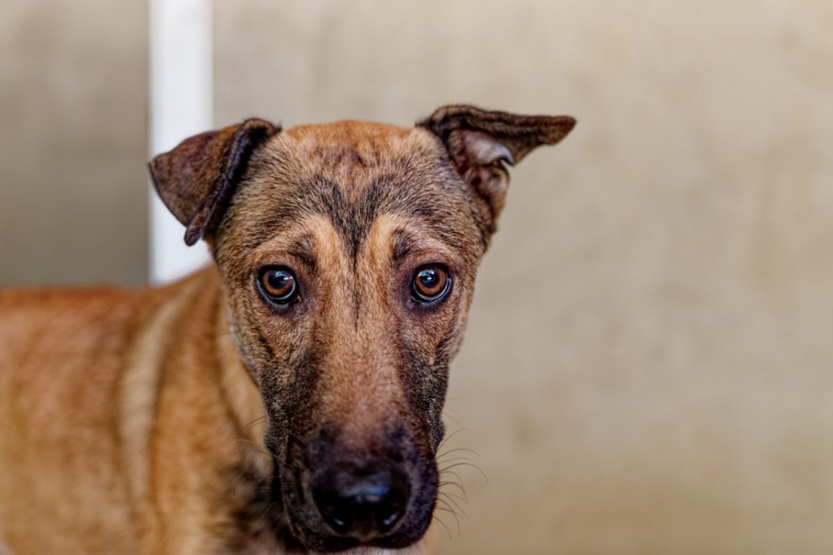 Snoopy - Chien Berger à adopter