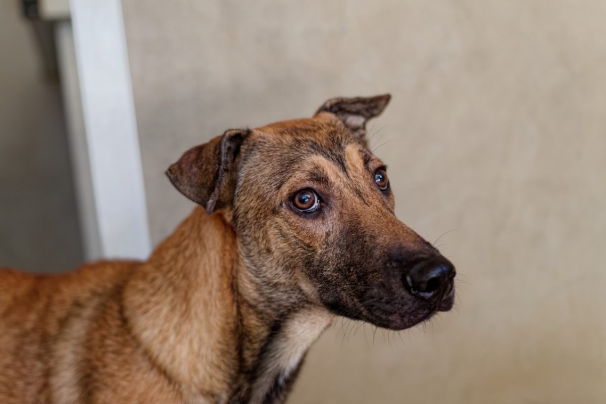 Snoopy - Chien Berger à adopter - photo 2