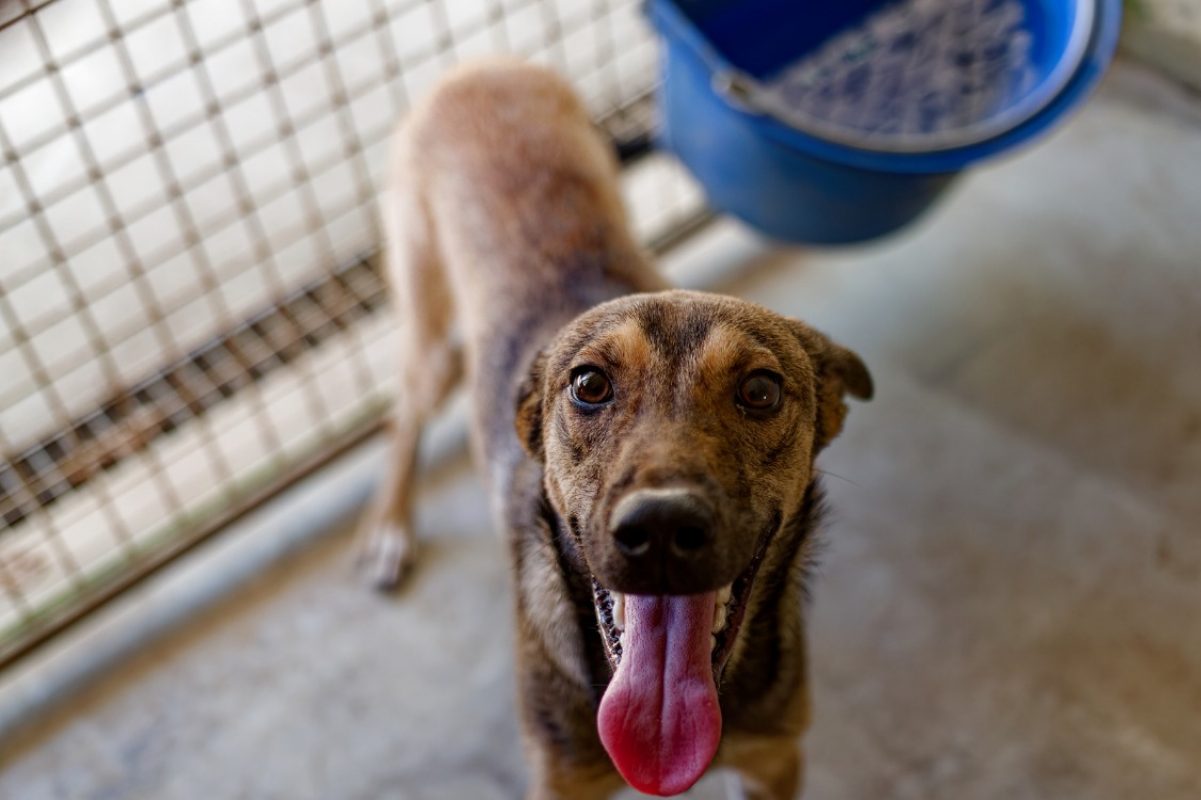 Guizmo - Chien Berger à adopter