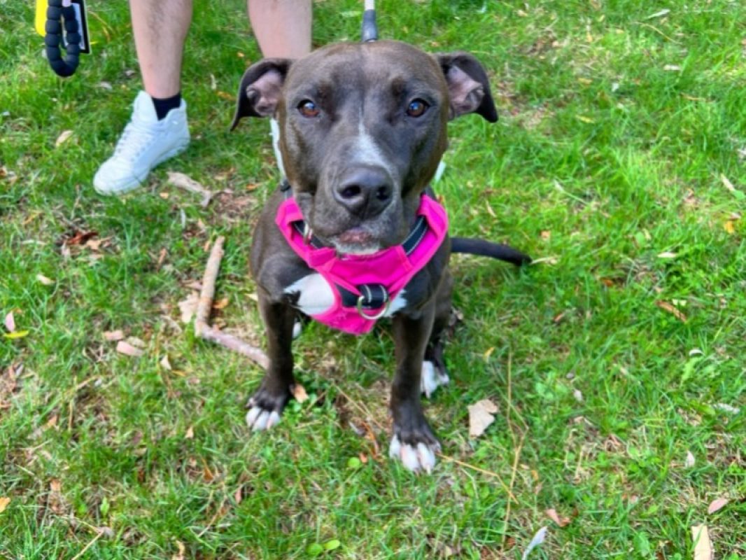 Samantha - Chien à adopter