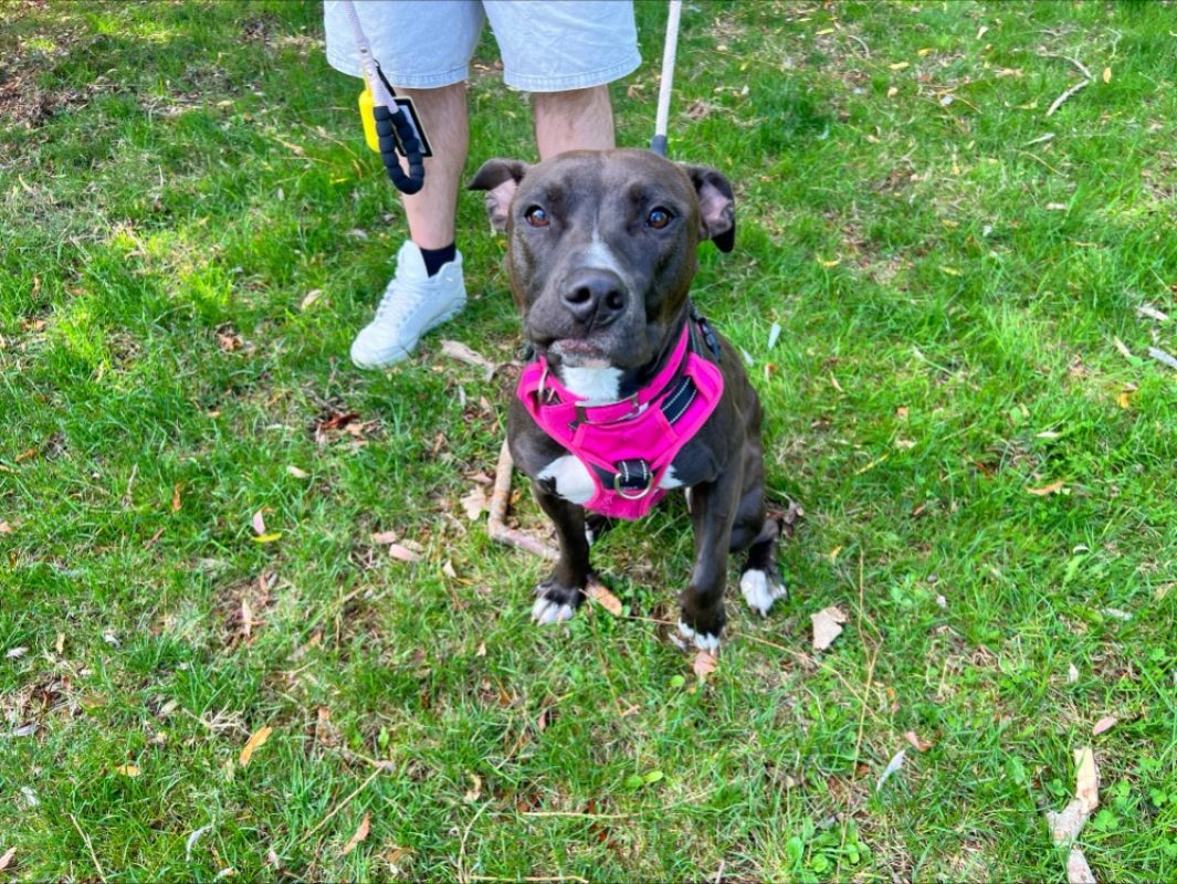 Samantha - Chien à adopter - photo 2