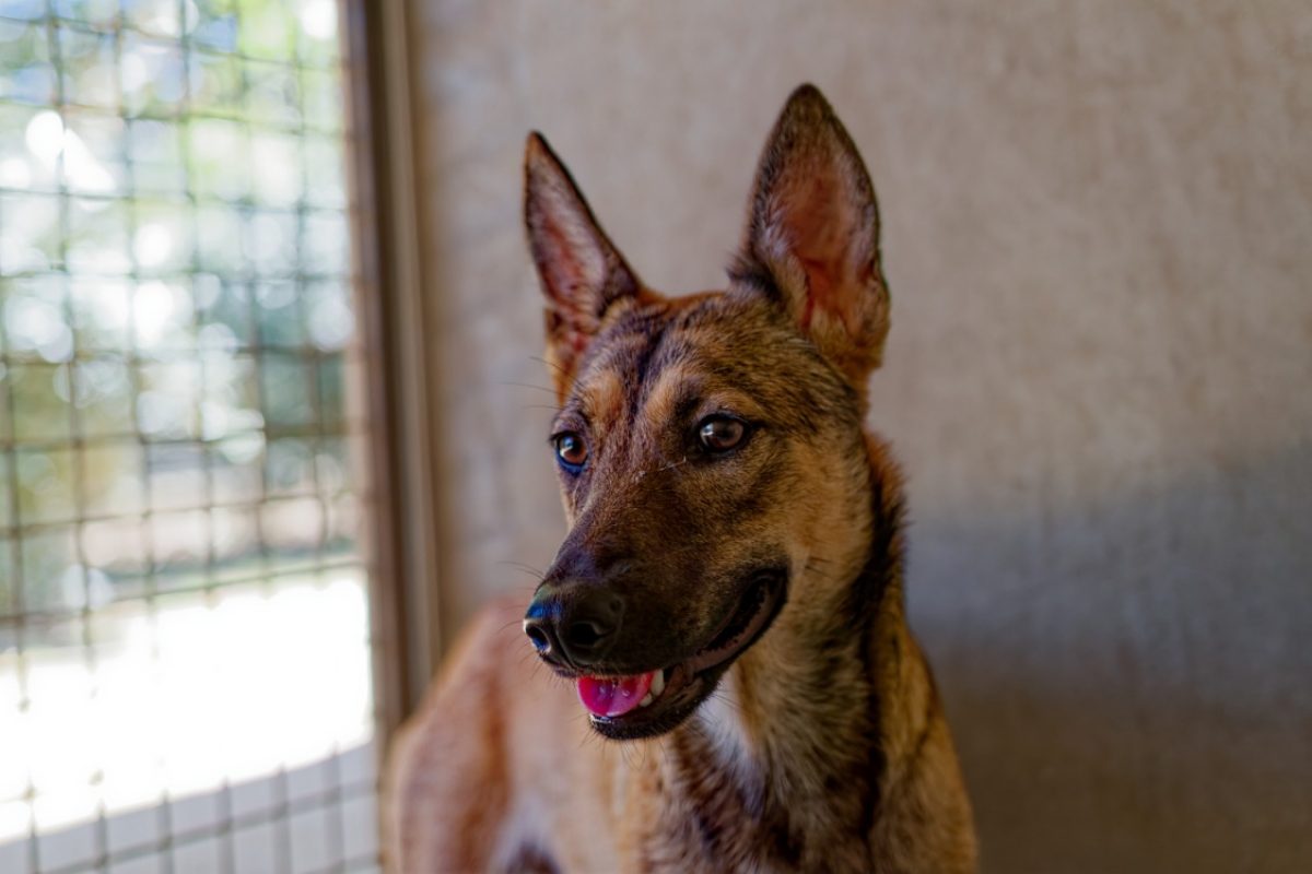 Hippie - Chien Berger à adopter