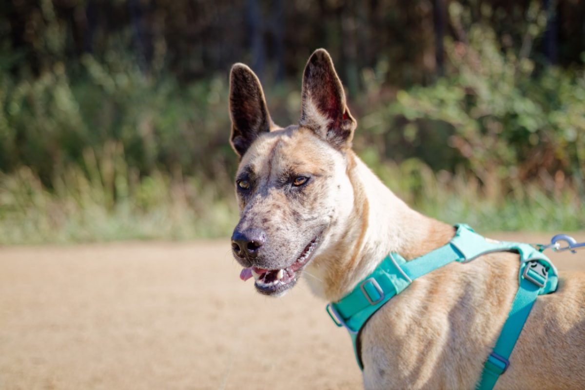 Anubis - Chien Berger à adopter
