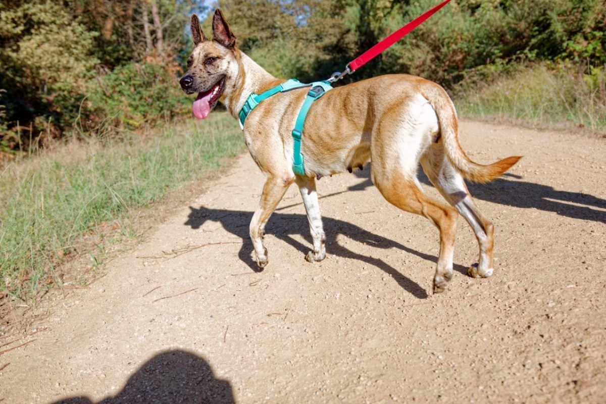 Anubis - Chien Berger à adopter - photo 2